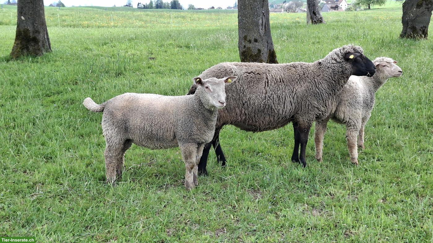 Bild 4: Junge Charolais Widder