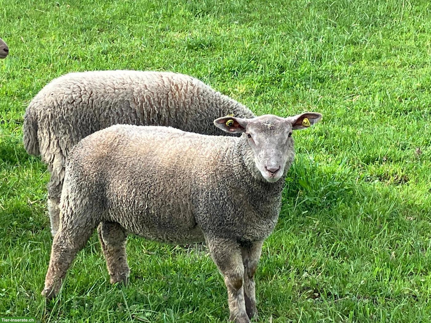 Bild 5: Junge Charolais Widder