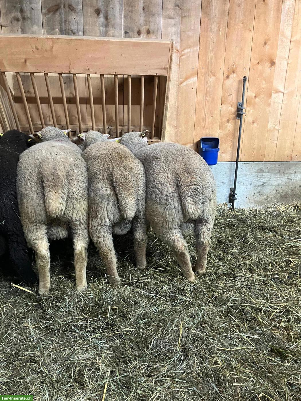 Bild 6: Junge Charolais Widder