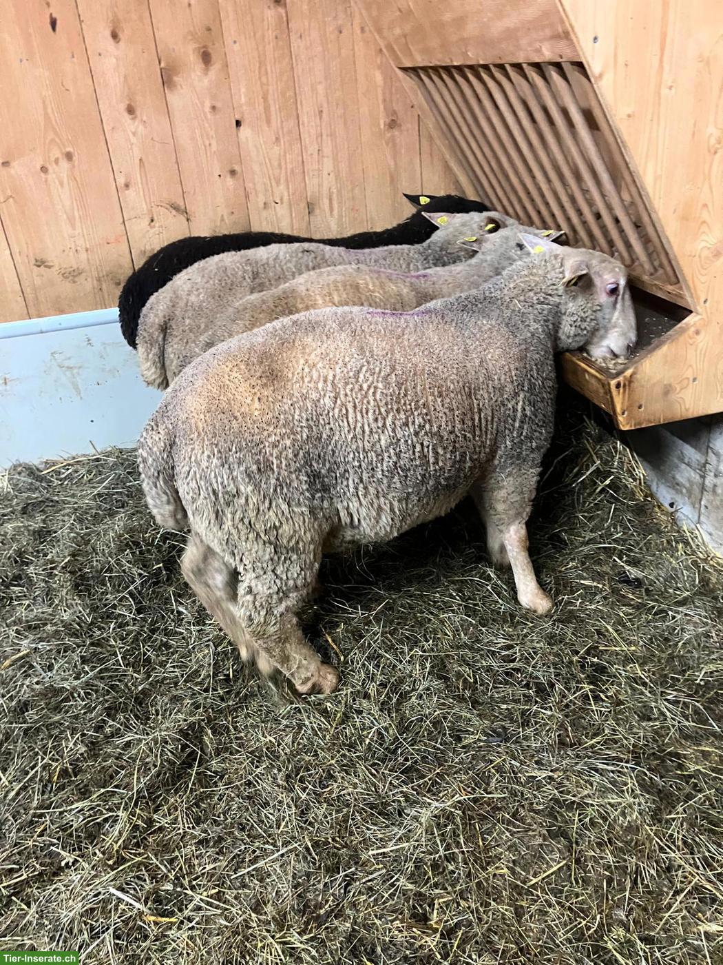 Bild 7: Junge Charolais Widder