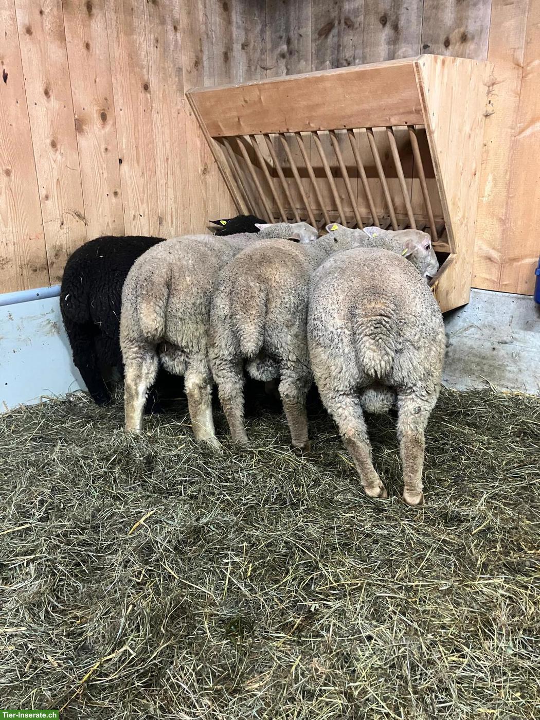 Bild 8: Junge Charolais Widder