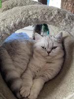 Britisch Kurzhaar Katze mit Stammbaum