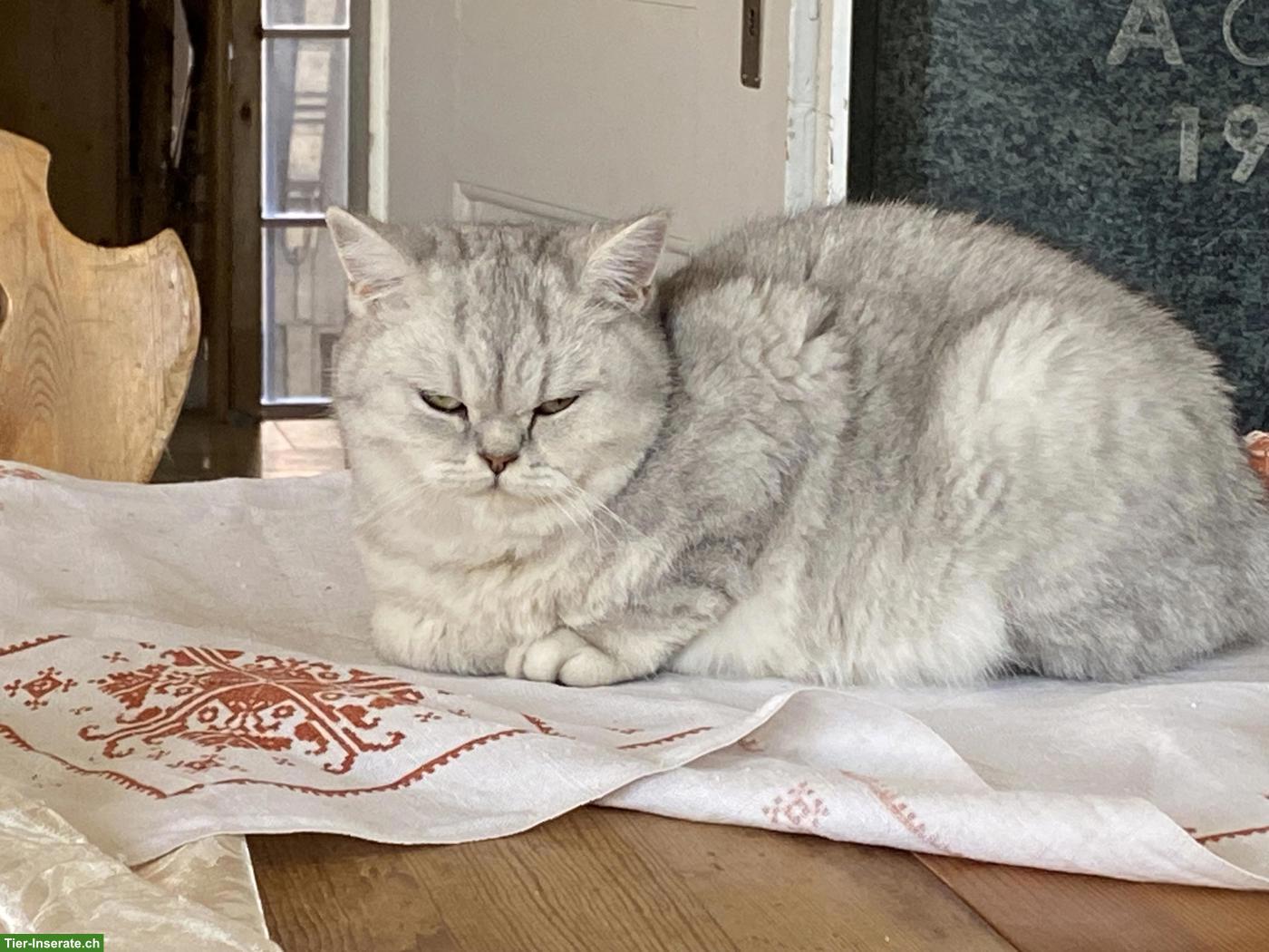 Bild 2: Britisch Kurzhaar Katze mit Stammbaum