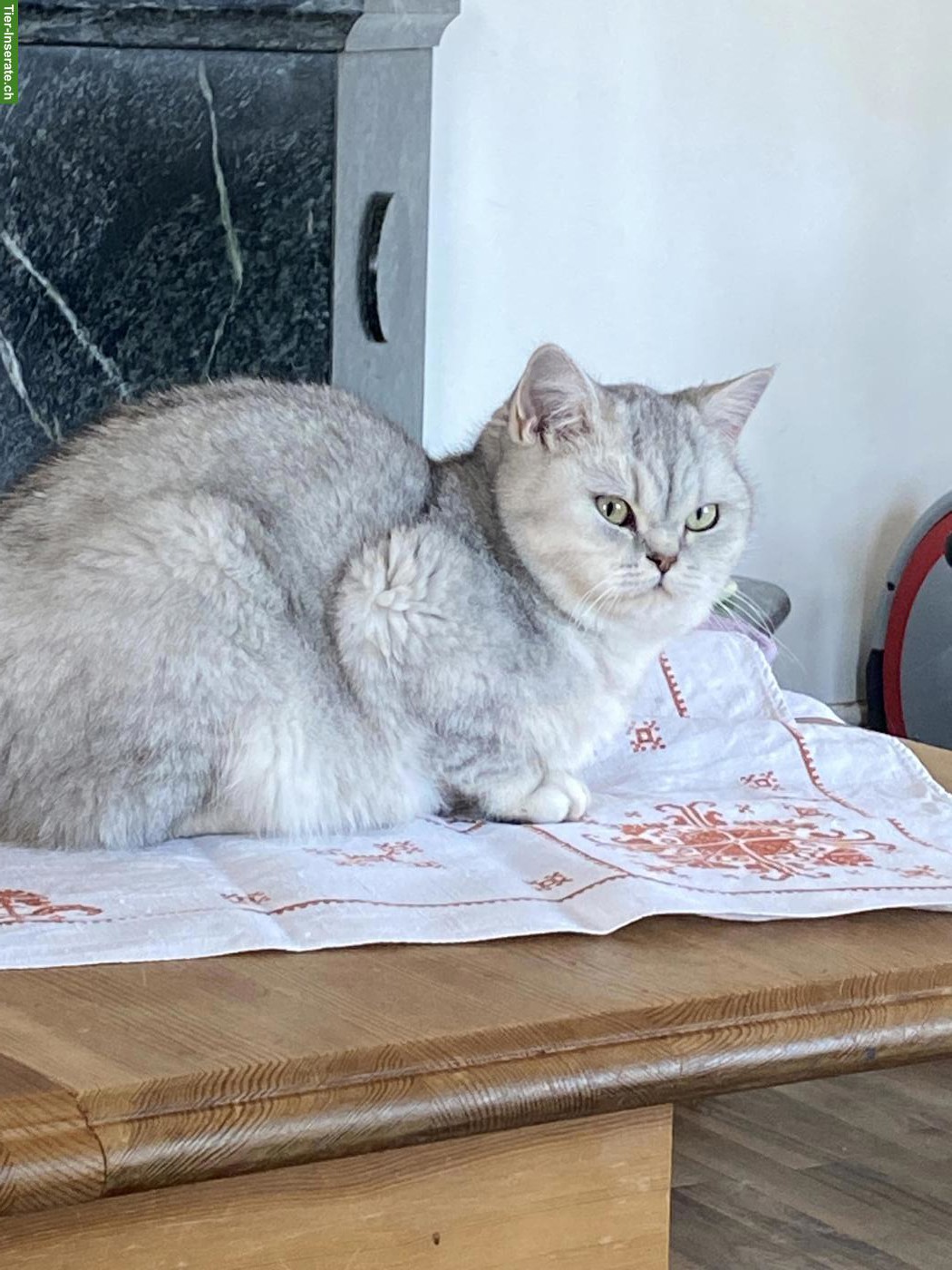 Bild 3: Britisch Kurzhaar Katze mit Stammbaum