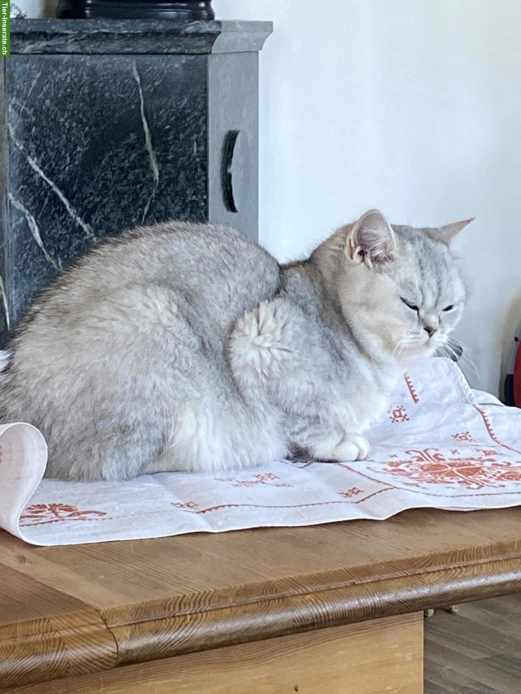 Bild 4: Britisch Kurzhaar Katze mit Stammbaum