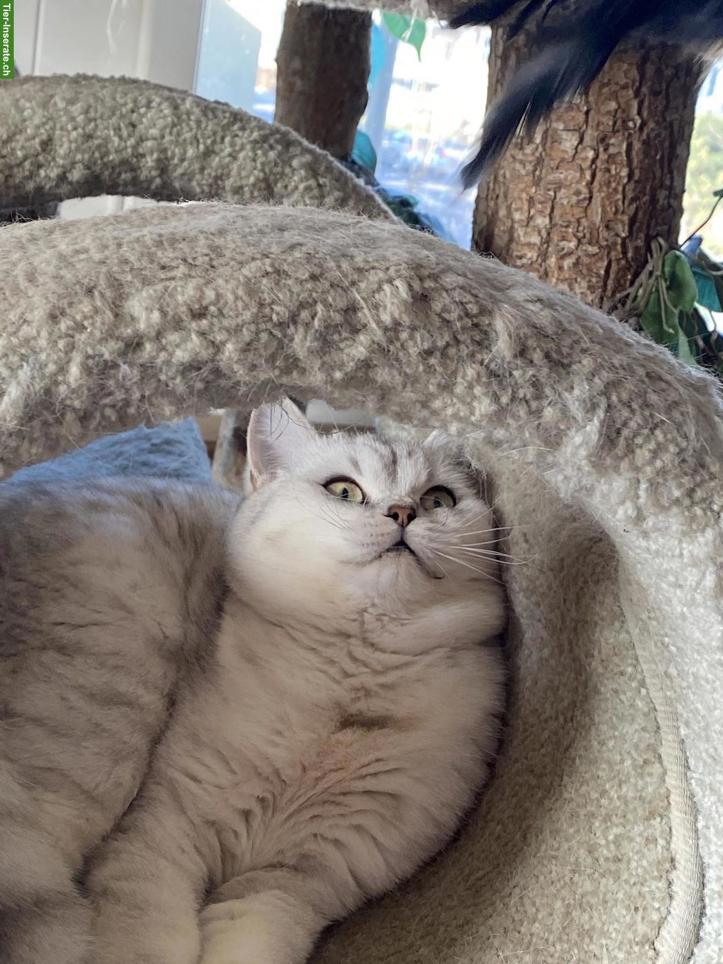 Bild 5: Britisch Kurzhaar Katze mit Stammbaum