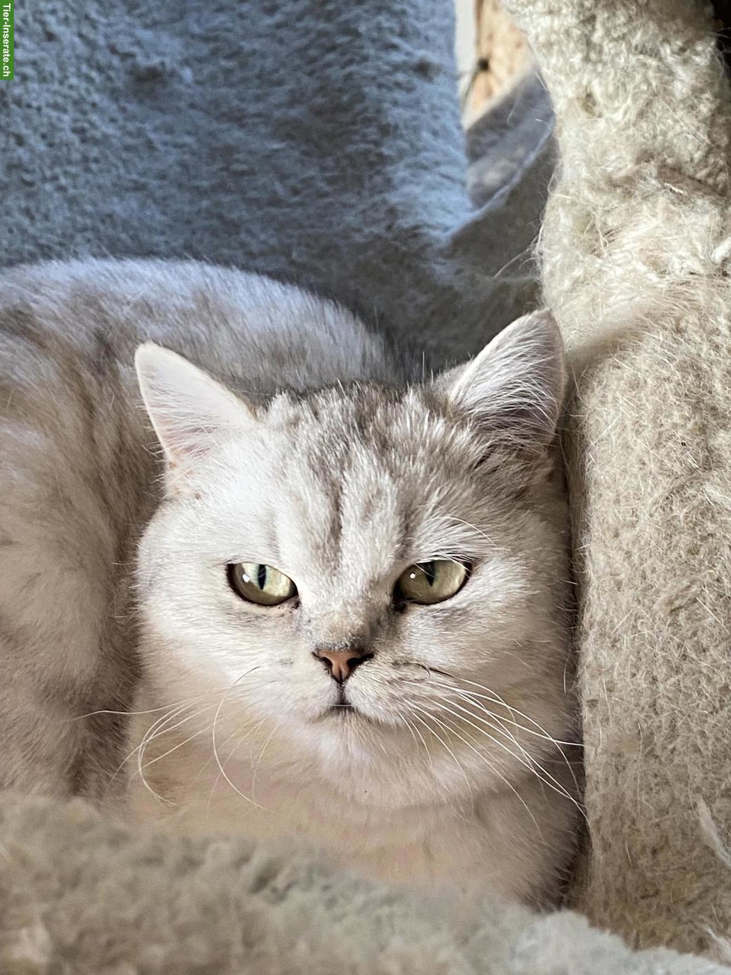 Bild 6: Britisch Kurzhaar Katze mit Stammbaum