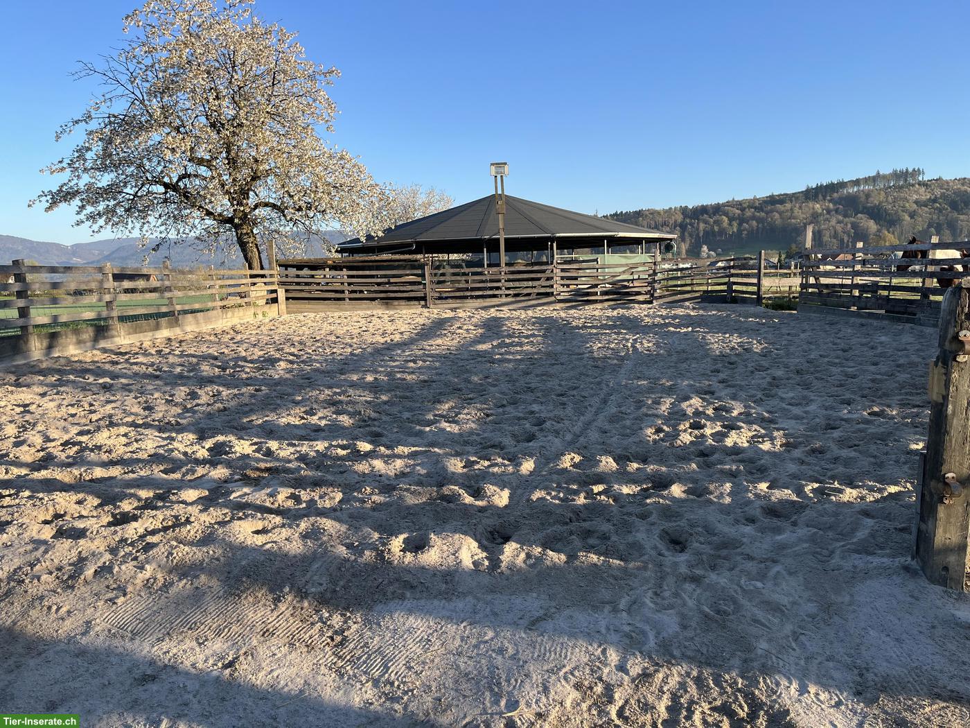 Freier Platz für 1-2 Kleinpferde (Wallache), Diessbach BE