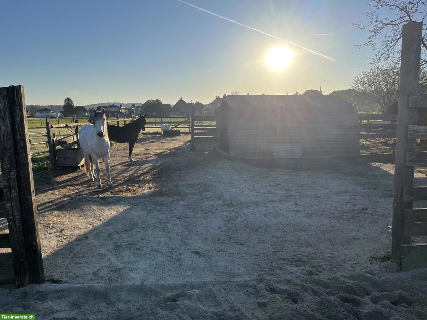 Bild 2: Freier Platz für 1-2 Kleinpferde (Wallache), Diessbach BE
