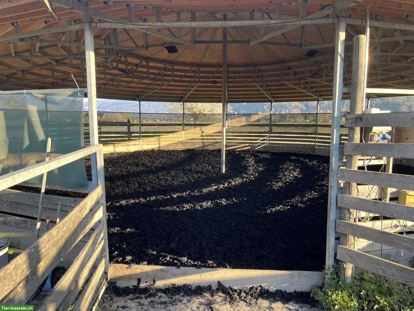 Bild 3: Freier Platz für 1-2 Kleinpferde (Wallache), Diessbach BE