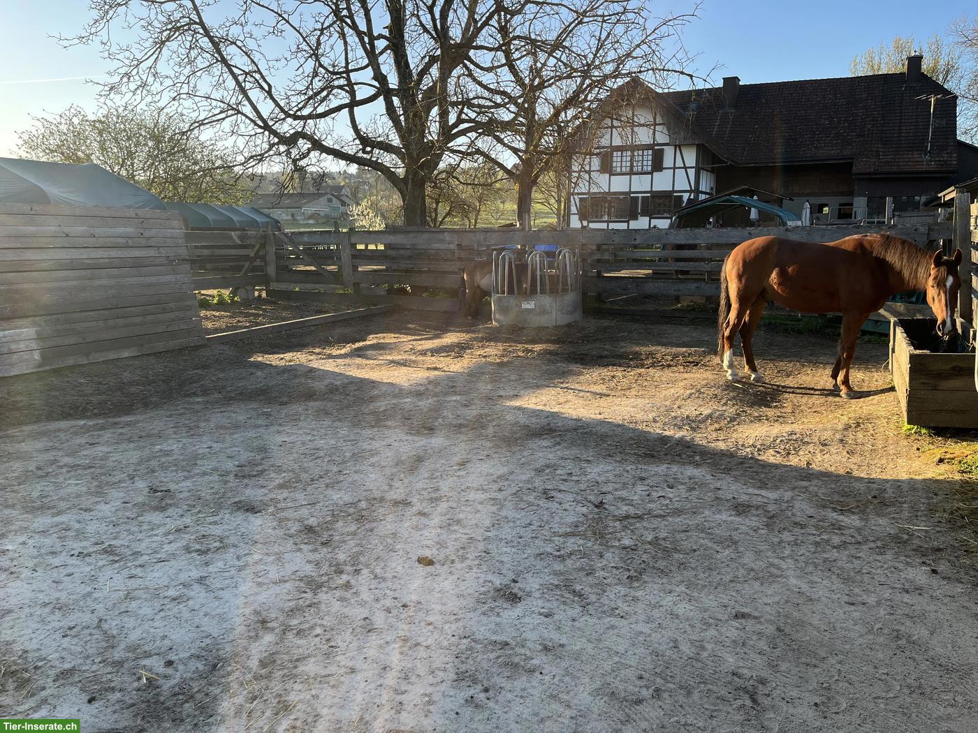 Bild 4: Freier Platz für 1-2 Kleinpferde (Wallache), Diessbach BE