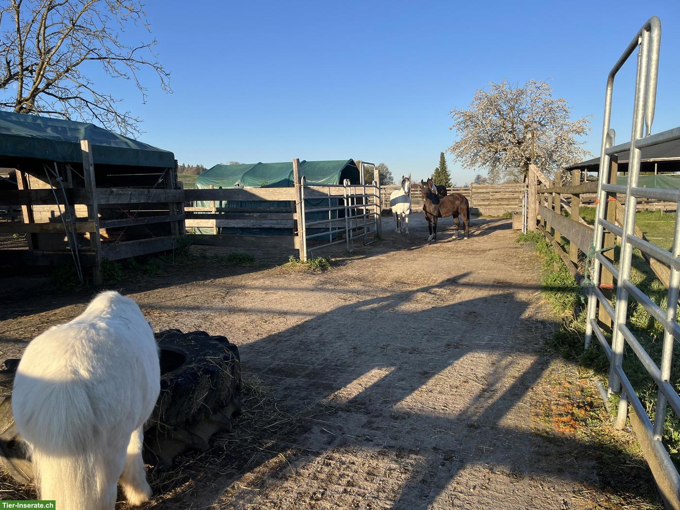 Bild 5: Freier Platz für 1-2 Kleinpferde (Wallache), Diessbach BE
