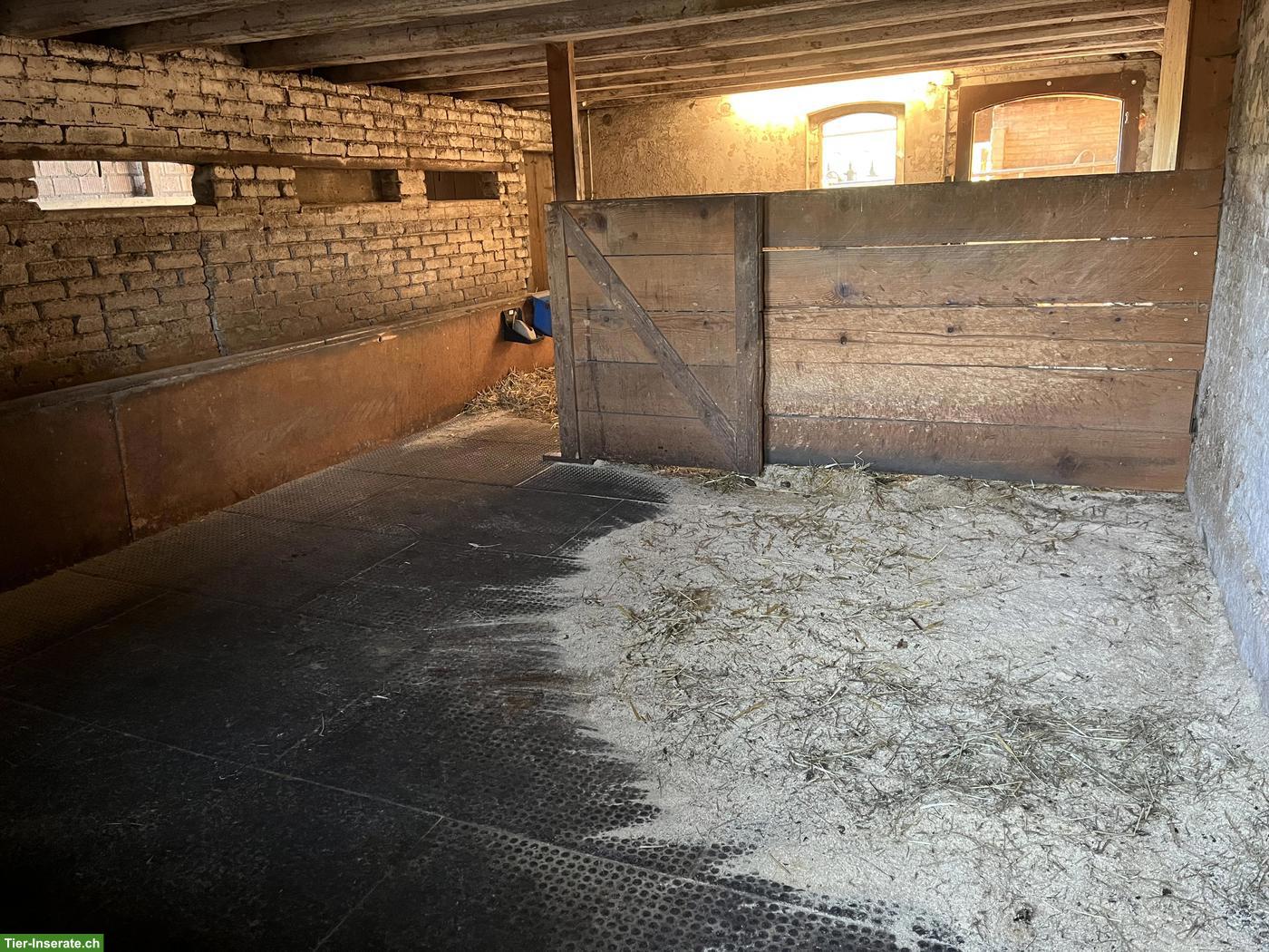 Bild 6: Freier Platz für 1-2 Kleinpferde (Wallache), Diessbach BE