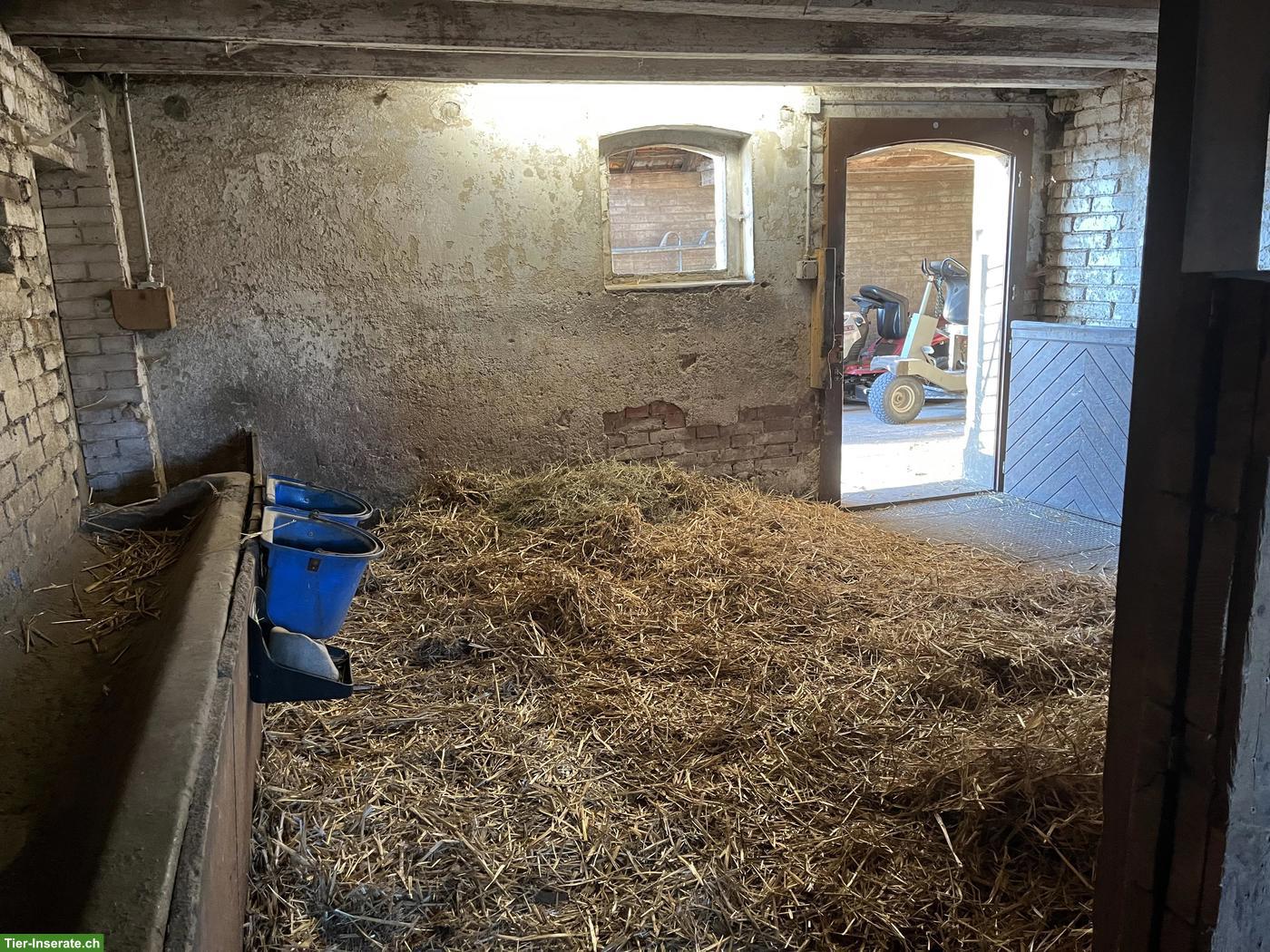 Bild 7: Freier Platz für 1-2 Kleinpferde (Wallache), Diessbach BE