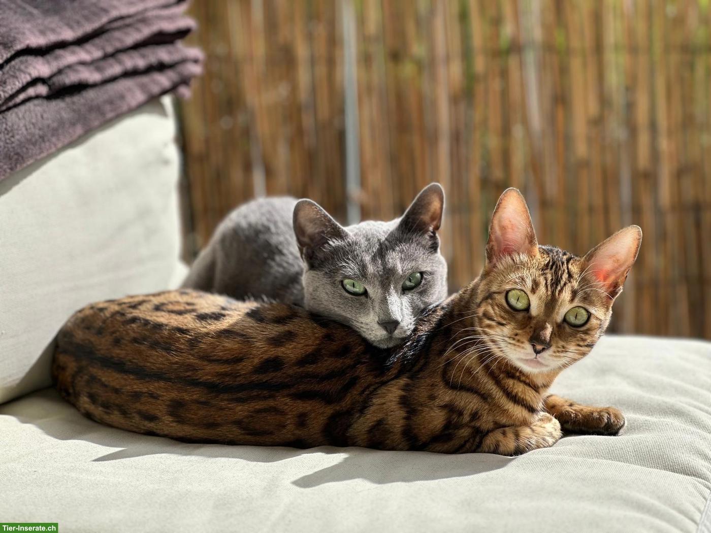 Bengal Dame Ira + Russisch Blau Kater Varto zusammen abzugeben