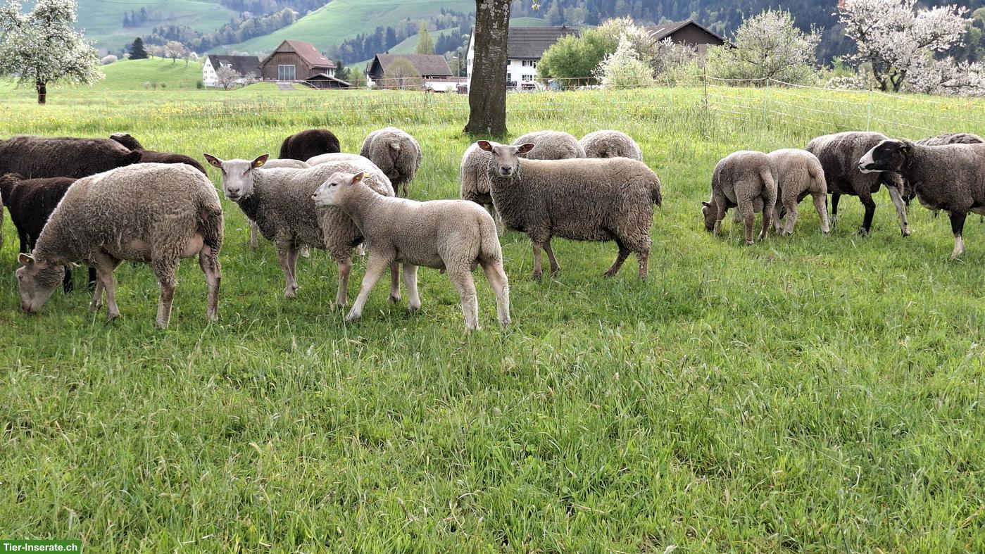 Junger Berrichon-Mix Widder sucht neues Zuause