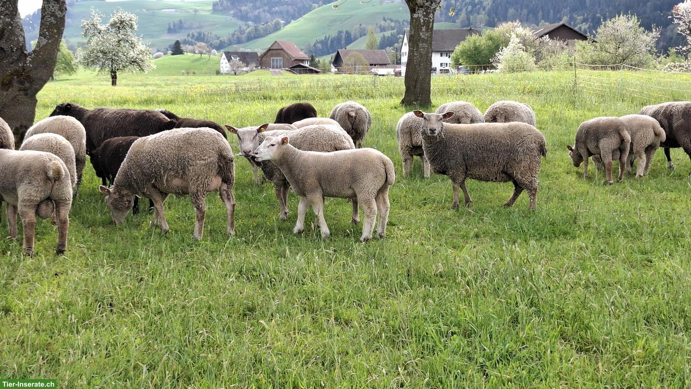 Bild 2: Junger Berrichon-Mix Widder sucht neues Zuause