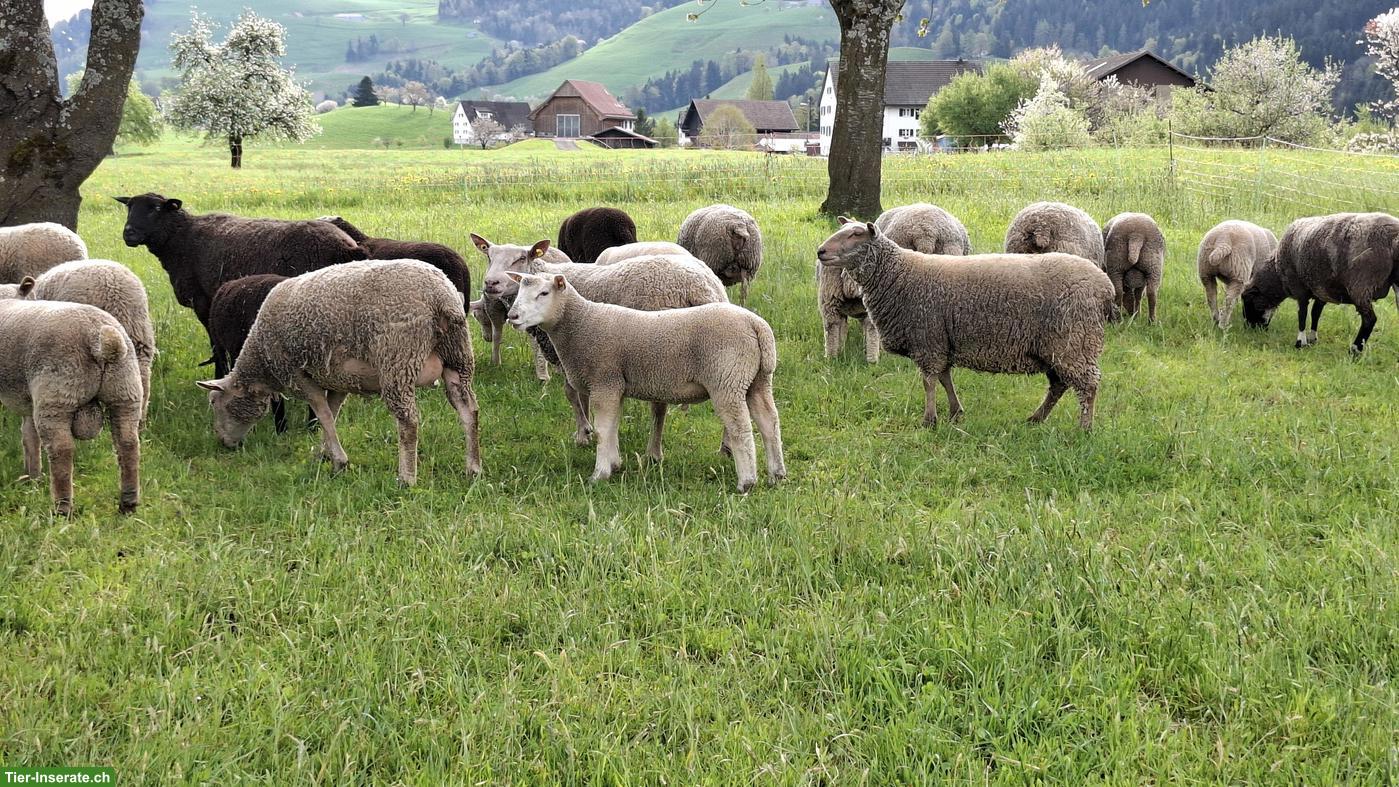 Bild 3: Junger Berrichon-Mix Widder sucht neues Zuause