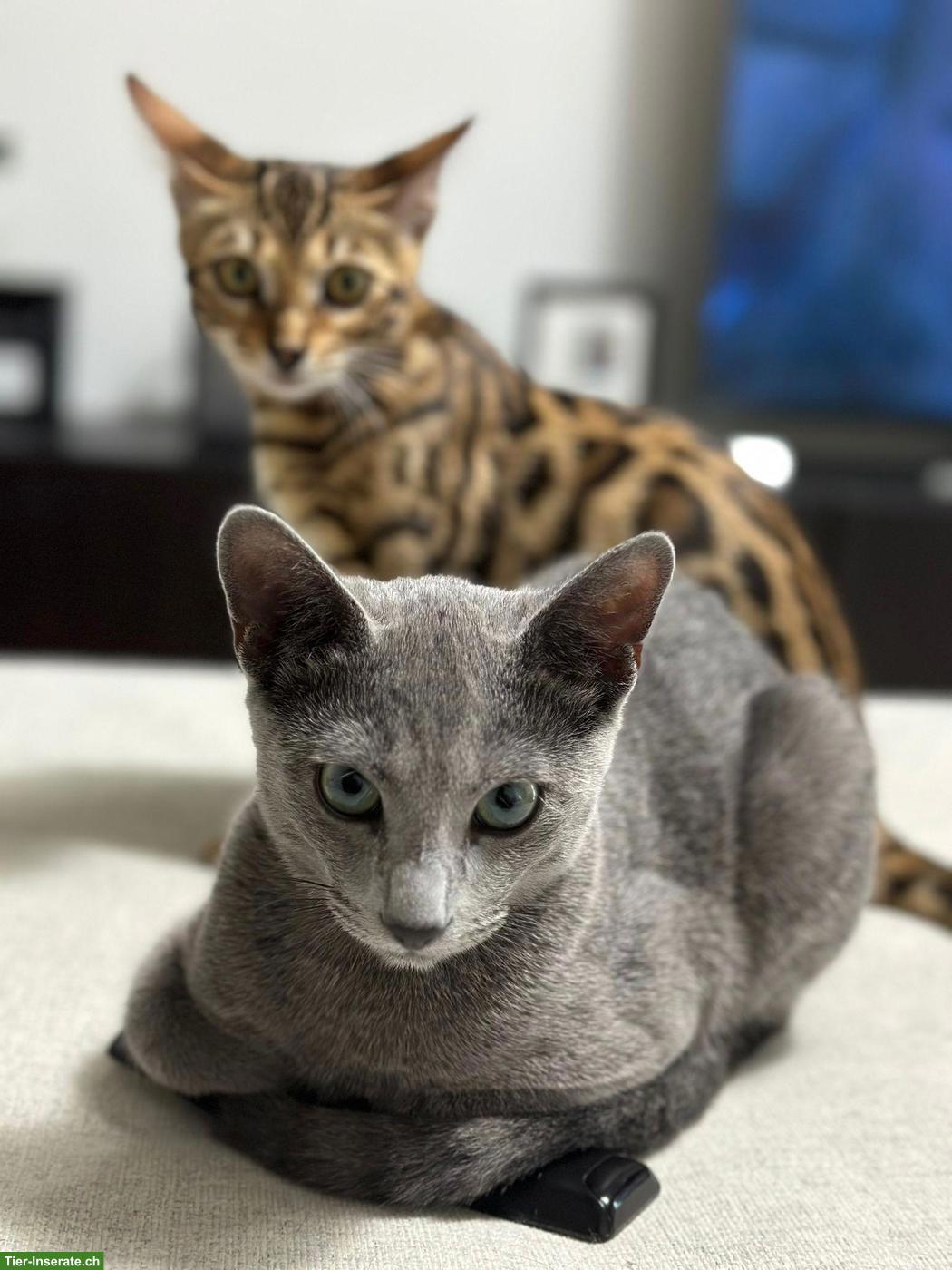 Russisch Blau Kater Varto + Bengal Dame Ira - nur zusammen!