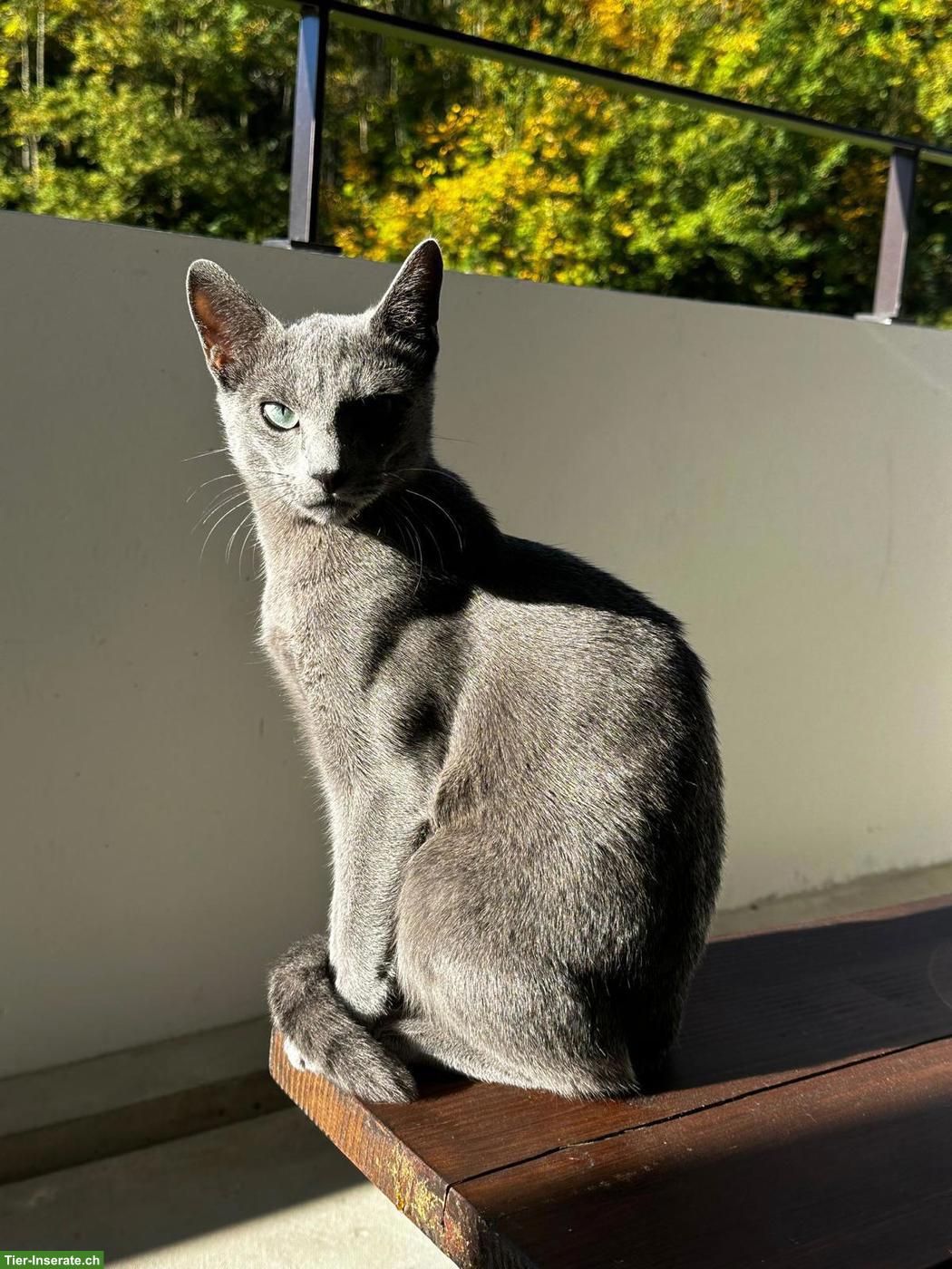 Bild 3: Russisch Blau Kater Varto + Bengal Dame Ira - nur zusammen!