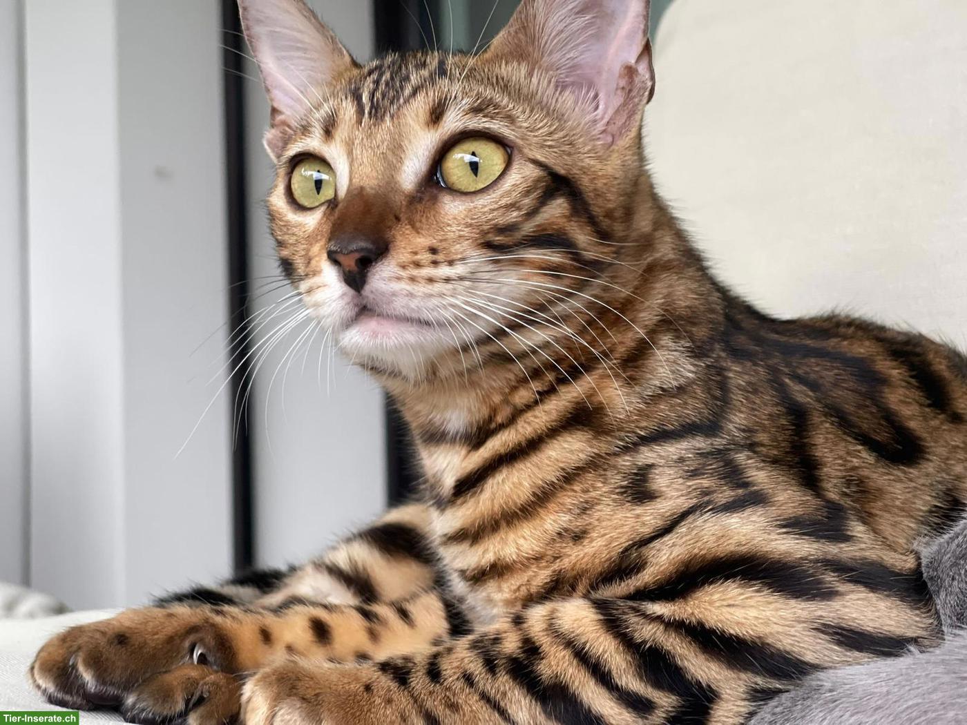 Bild 4: Russisch Blau Kater Varto + Bengal Dame Ira - nur zusammen!