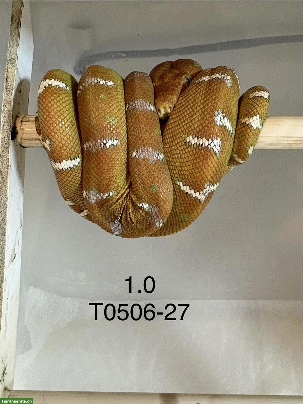 Hundskopfboa / Corallus caninus ENZ