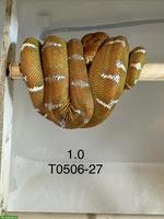 Hundskopfboa / Corallus caninus ENZ