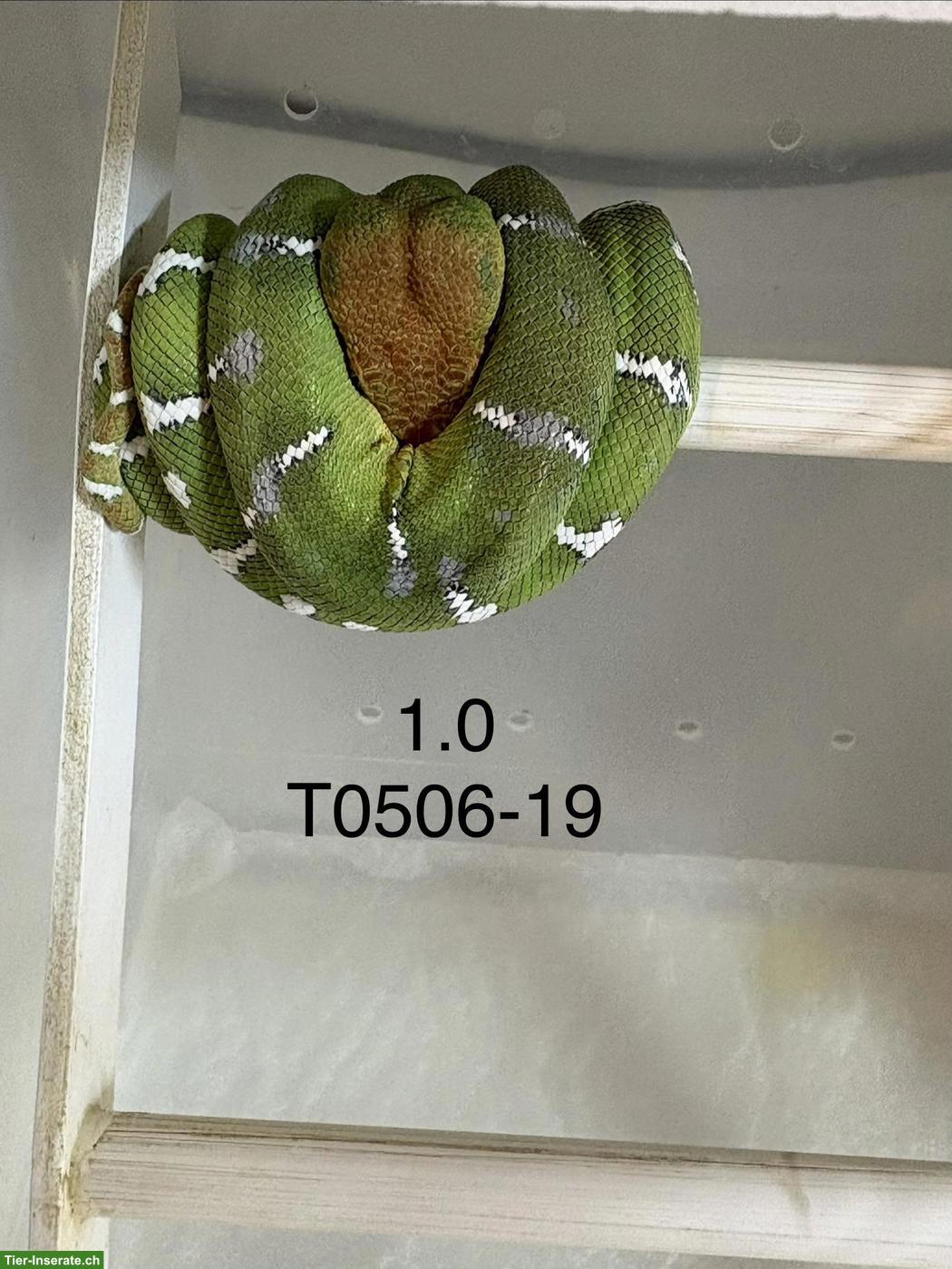 Bild 2: Hundskopfboa / Corallus caninus ENZ