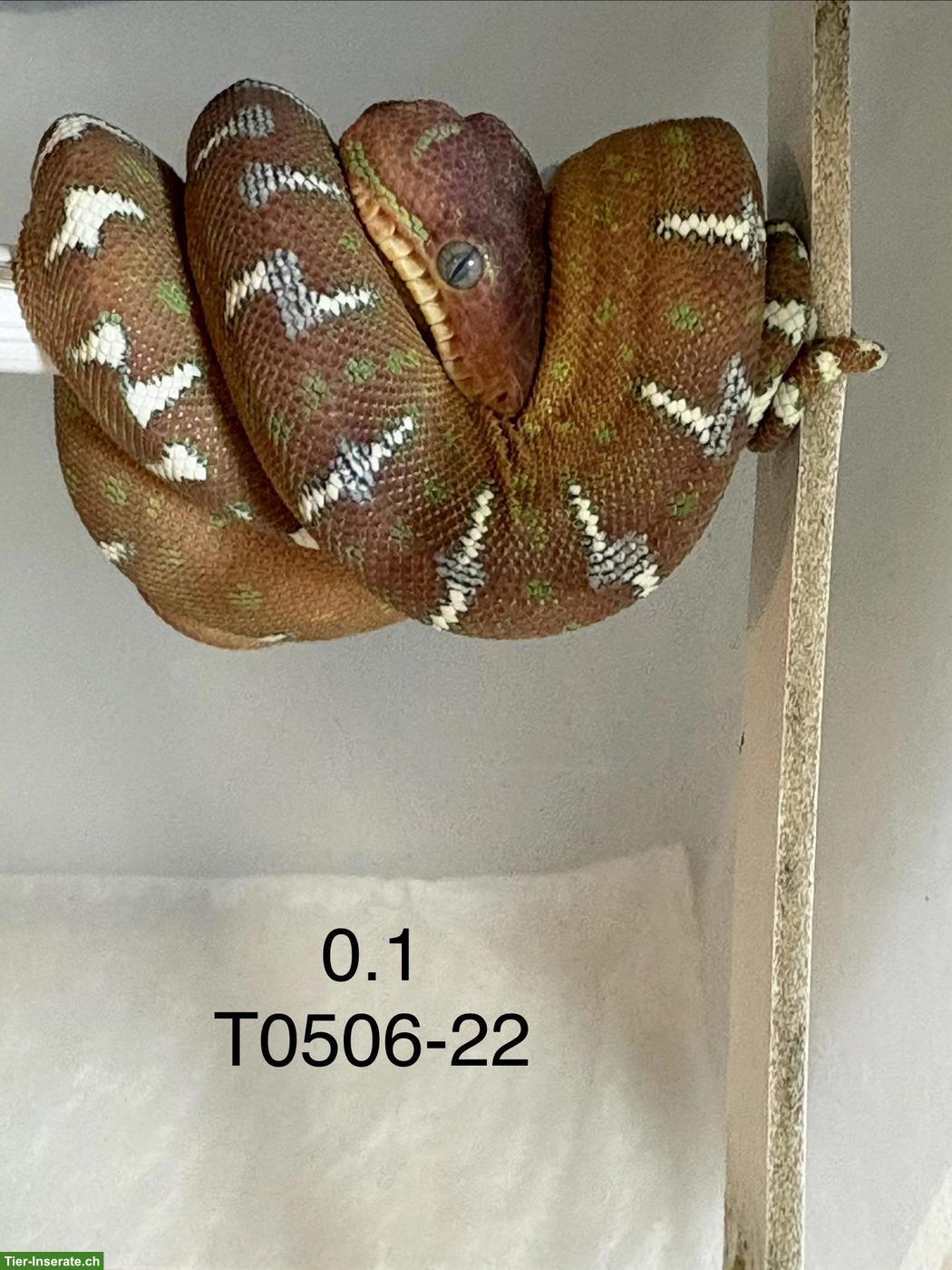 Bild 3: Hundskopfboa / Corallus caninus ENZ