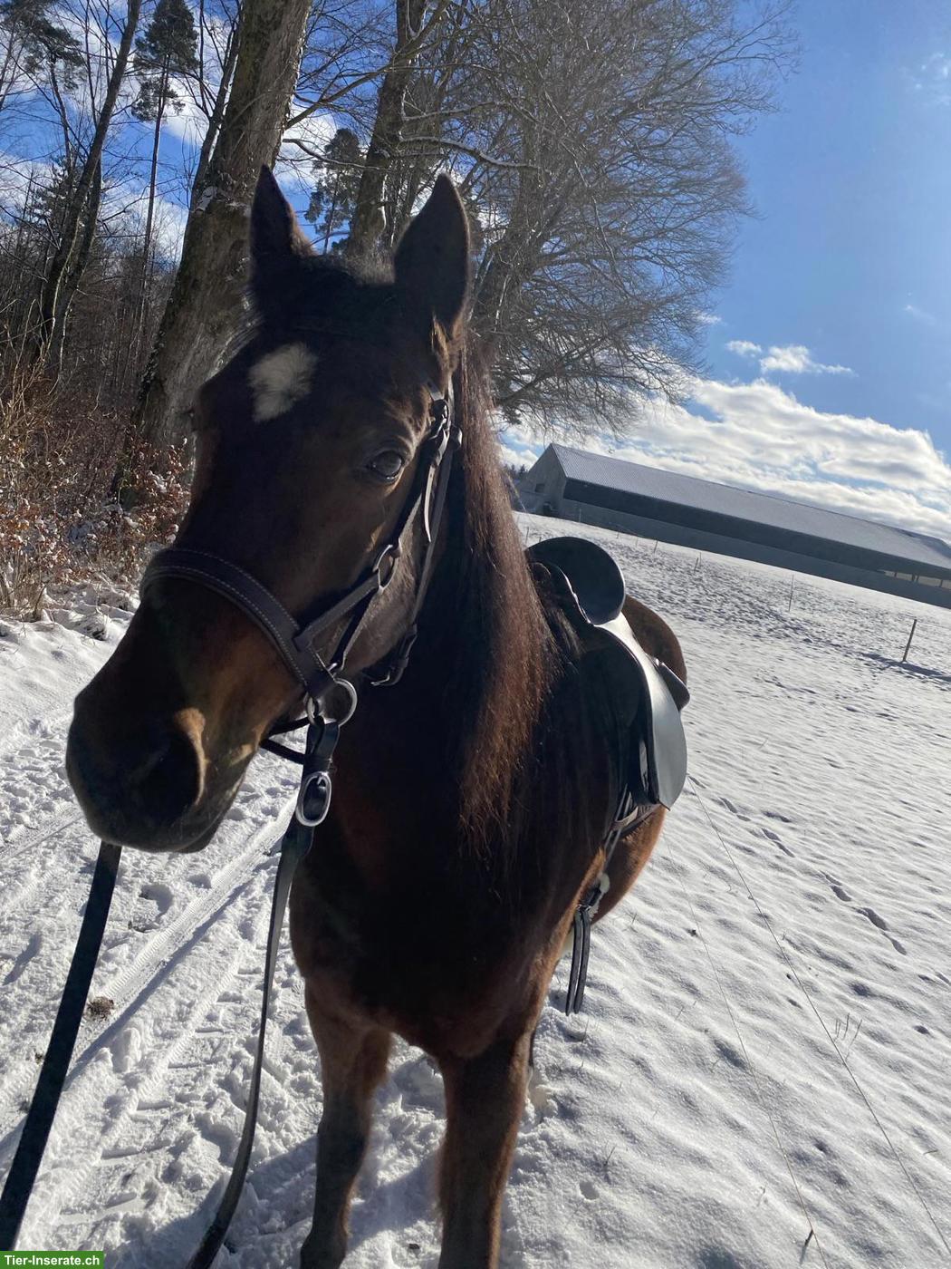 Abwechslungsreiche Reitbeteiligung bei Berber-Araber-Stute in Bern