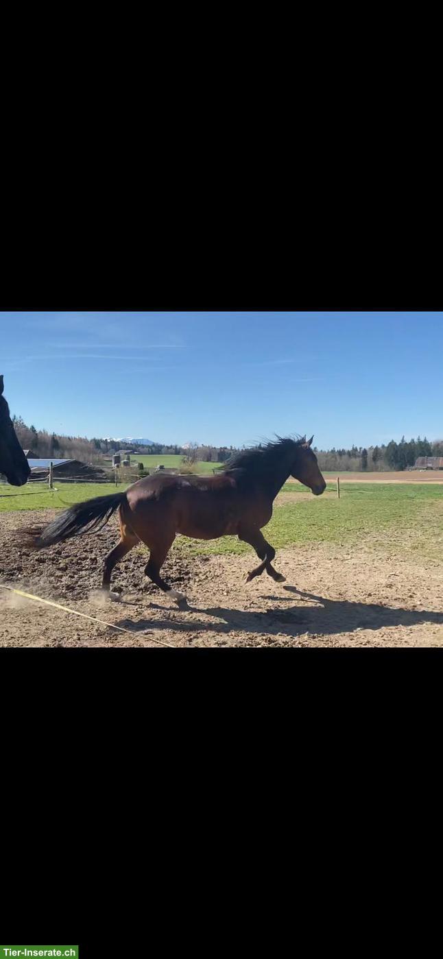 Bild 2: Abwechslungsreiche Reitbeteiligung bei Berber-Araber-Stute in Bern