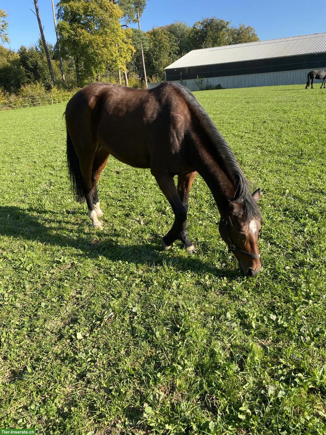 Bild 3: Abwechslungsreiche Reitbeteiligung bei Berber-Araber-Stute in Bern