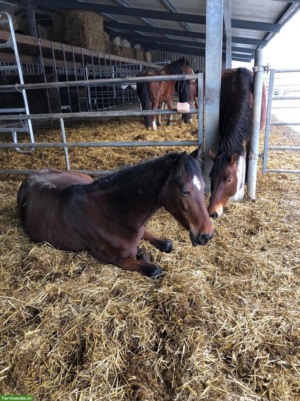 Bild 4: Abwechslungsreiche Reitbeteiligung bei Berber-Araber-Stute in Bern
