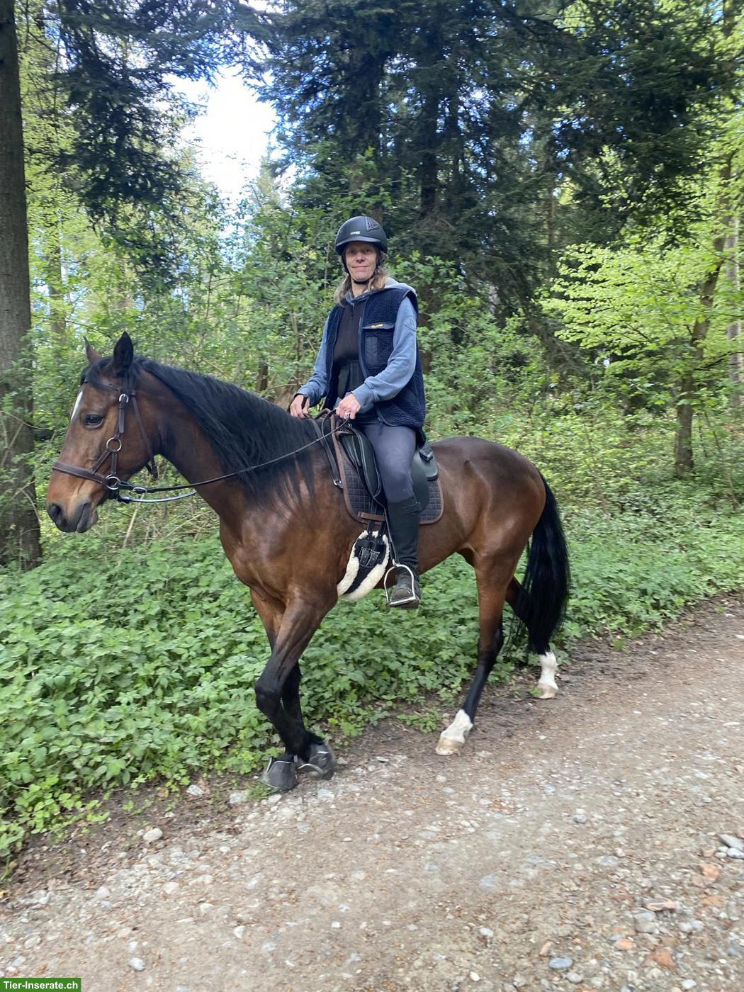 Bild 5: Abwechslungsreiche Reitbeteiligung bei Berber-Araber-Stute in Bern