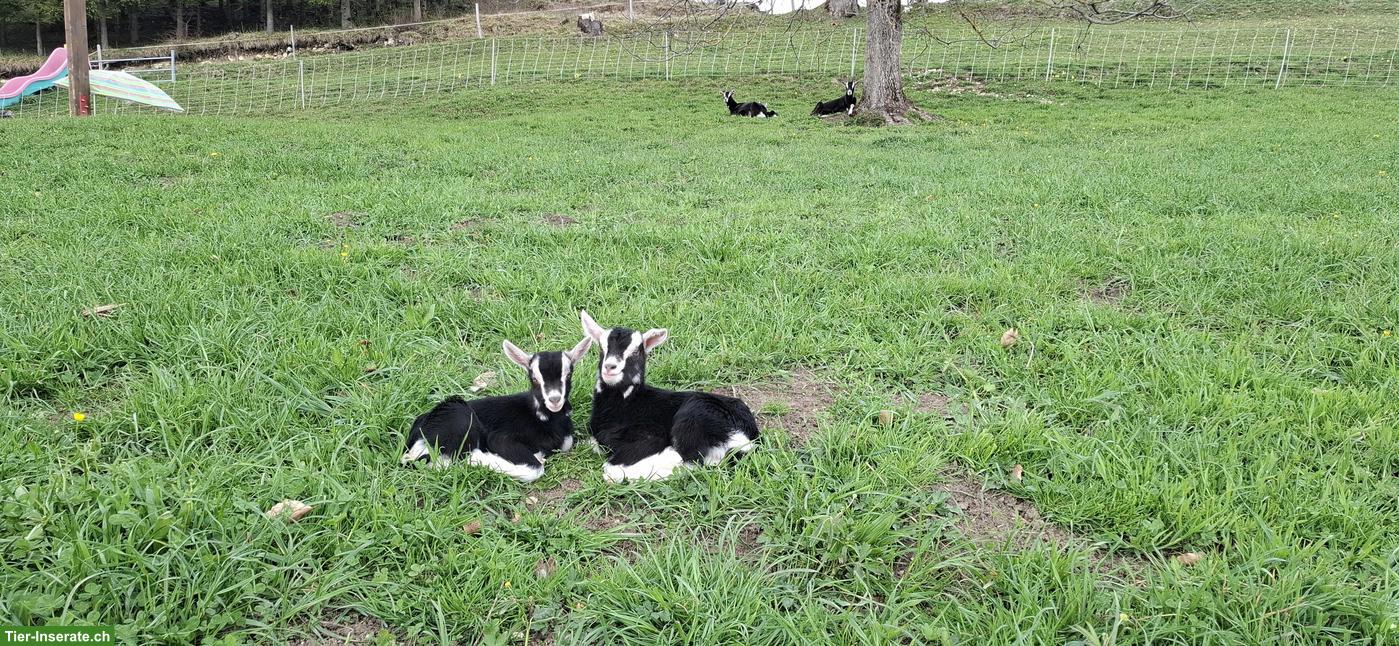 3 Bündner Strahlenziegen Böcke zu verkaufen 🐐