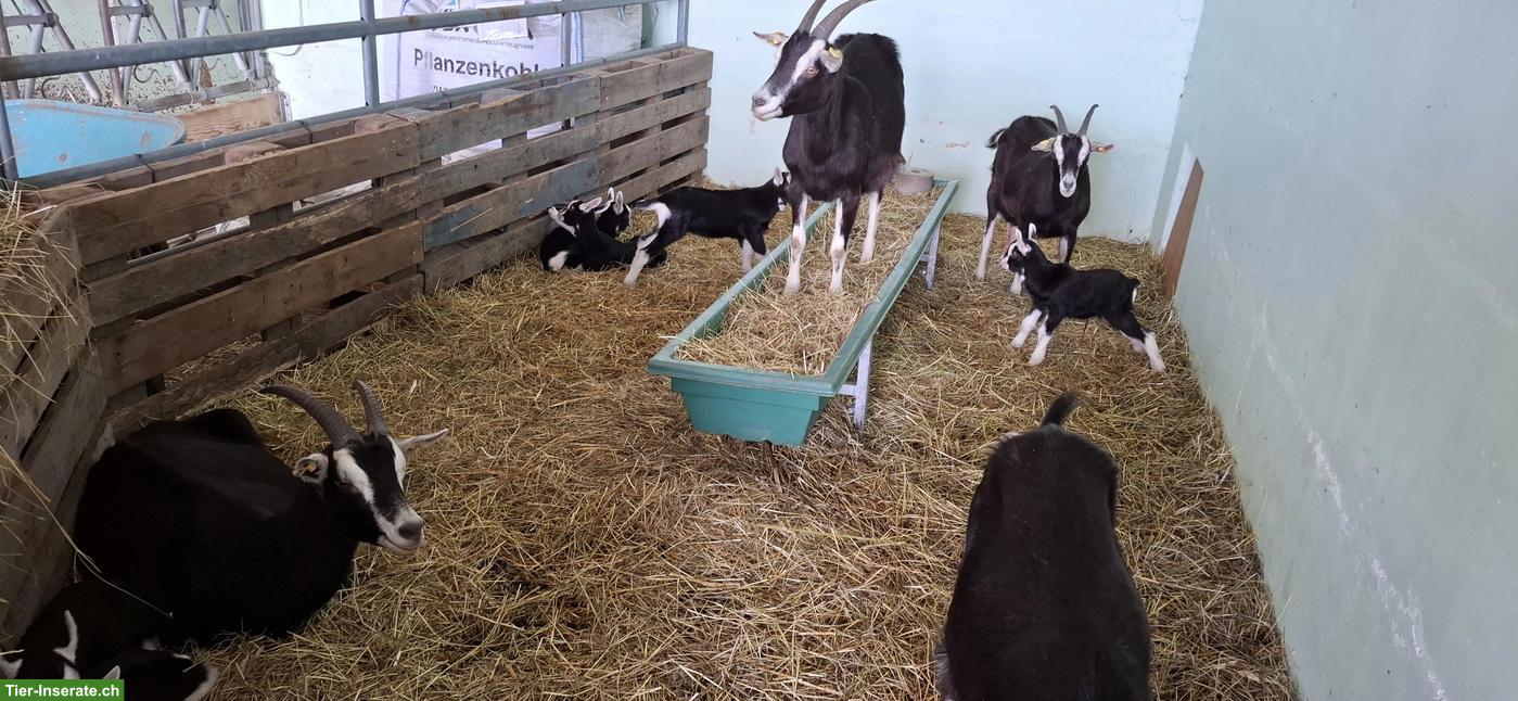 Bild 2: 3 Bündner Strahlenziegen Böcke zu verkaufen 🐐