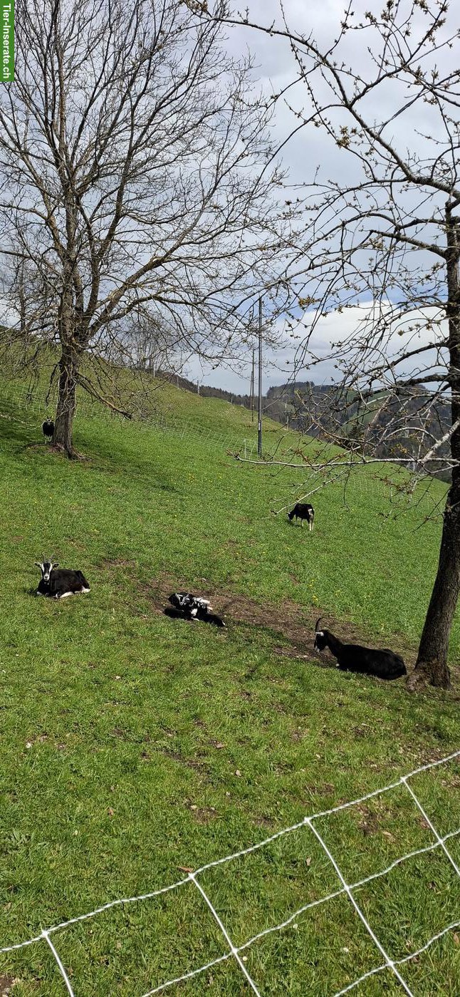 Bild 3: 3 Bündner Strahlenziegen Böcke zu verkaufen 🐐
