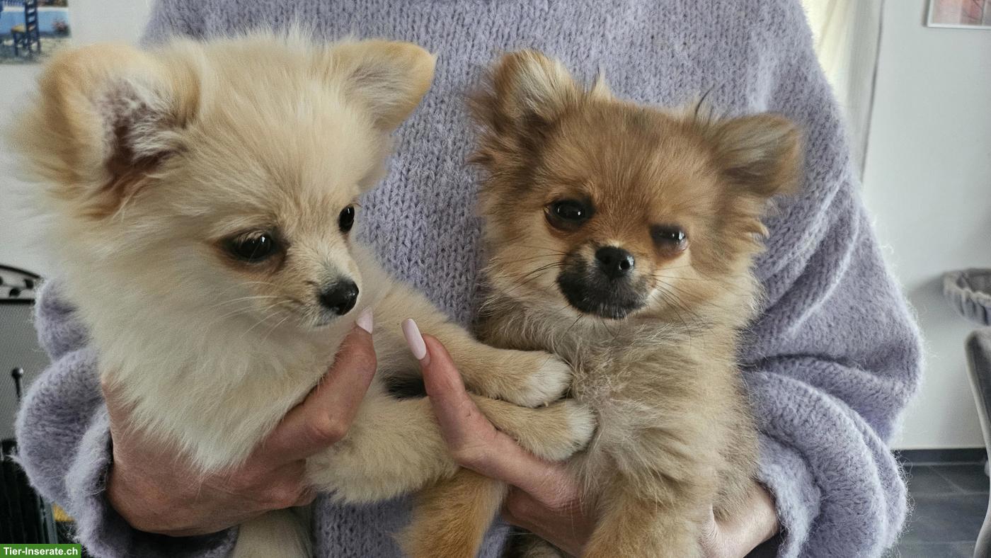 2 süsse Pomchi Welpen suchen liebes Zuhause