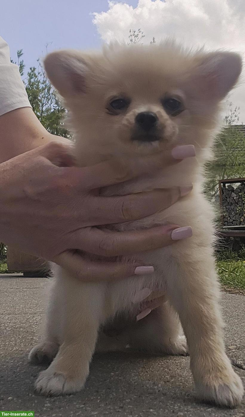 Bild 2: 2 süsse Pomchi Welpen suchen liebes Zuhause