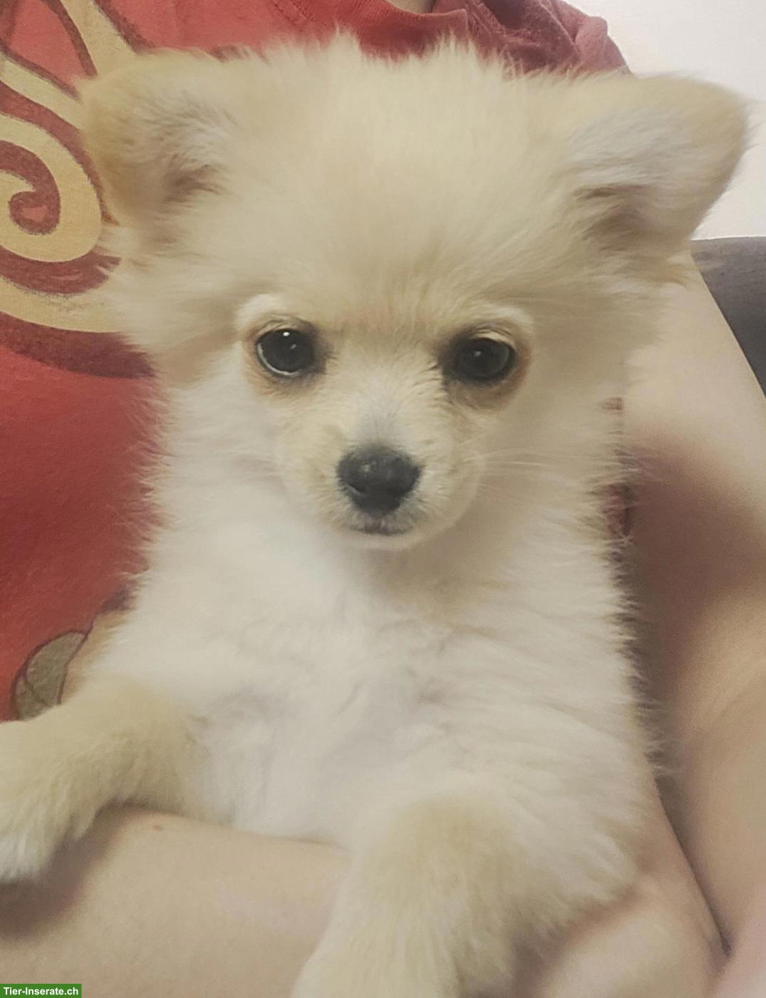 Bild 3: 2 süsse Pomchi Welpen suchen liebes Zuhause