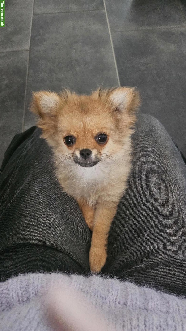 Bild 4: 2 süsse Pomchi Welpen suchen liebes Zuhause