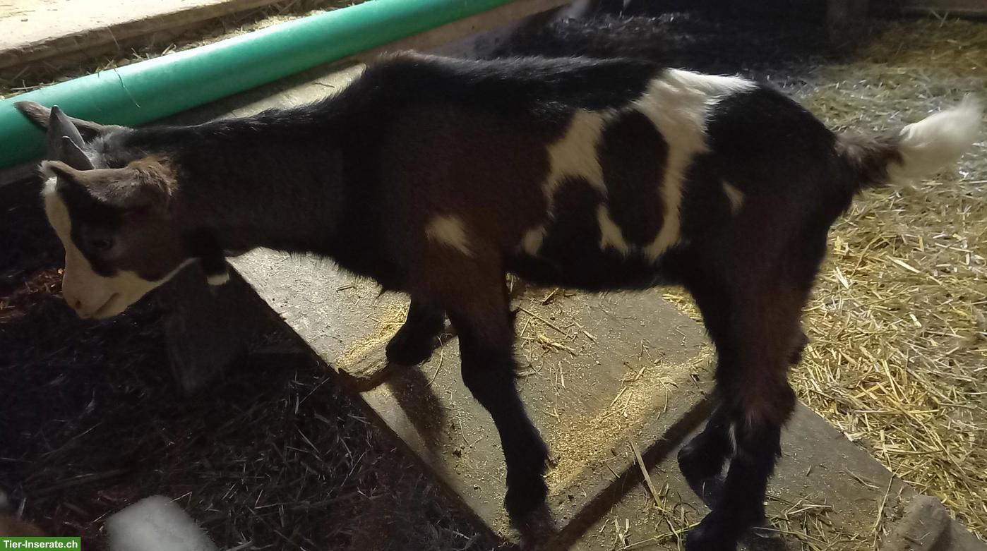 Tauernschecken Gitzi-Bock zu verkaufen