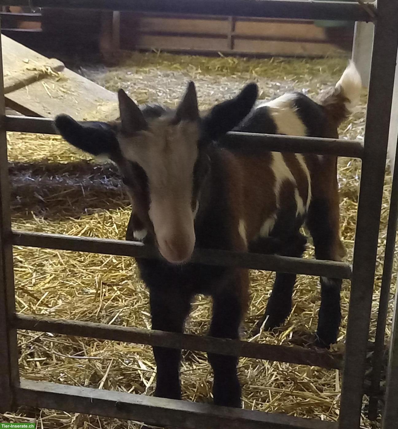 Bild 2: Tauernschecken Gitzi-Bock zu verkaufen