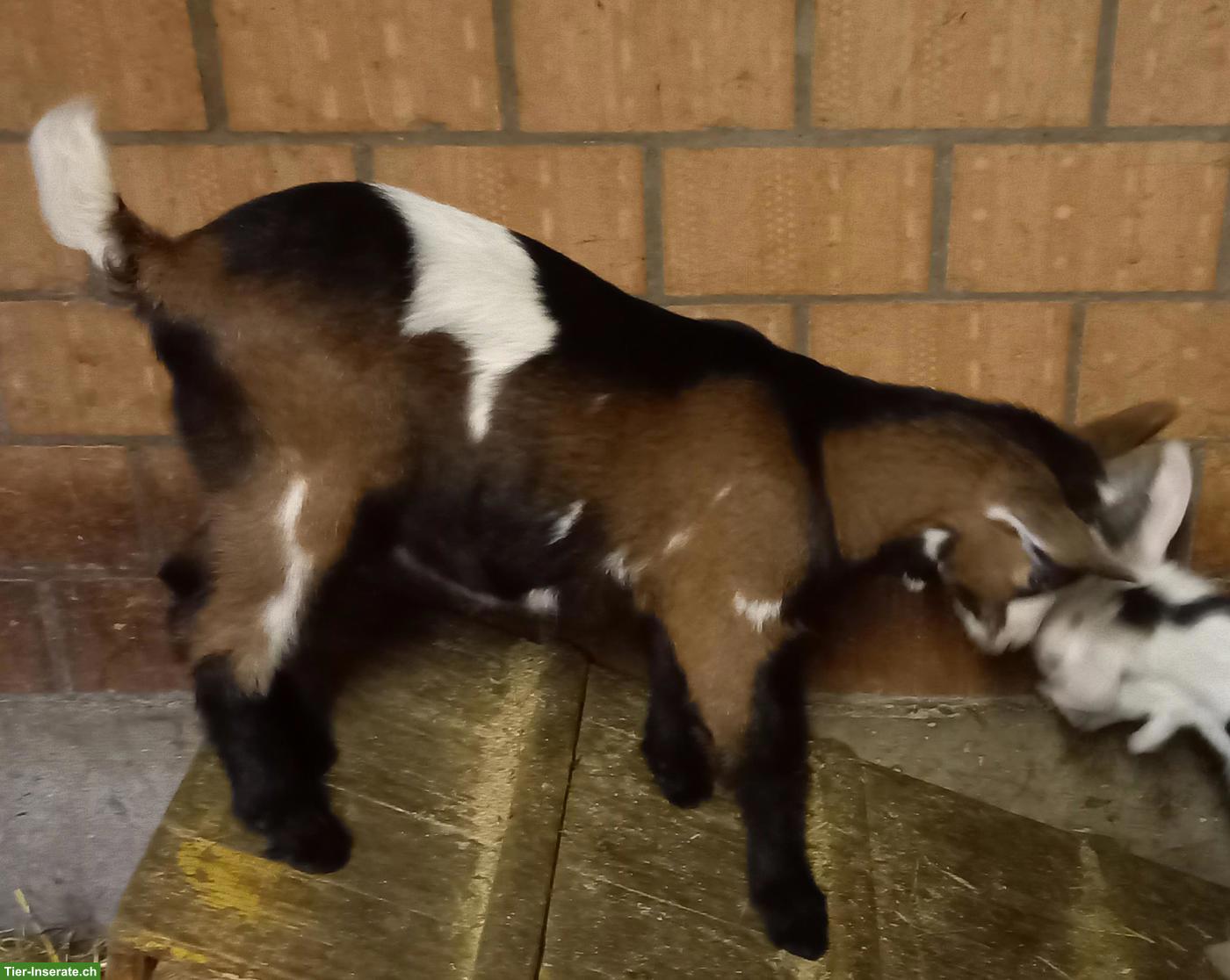 Bild 3: Tauernschecken Gitzi-Bock zu verkaufen