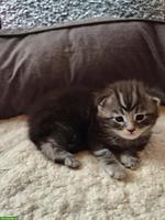 Maine Coon Kitten (Kater) – Auszug ab 01.07.
