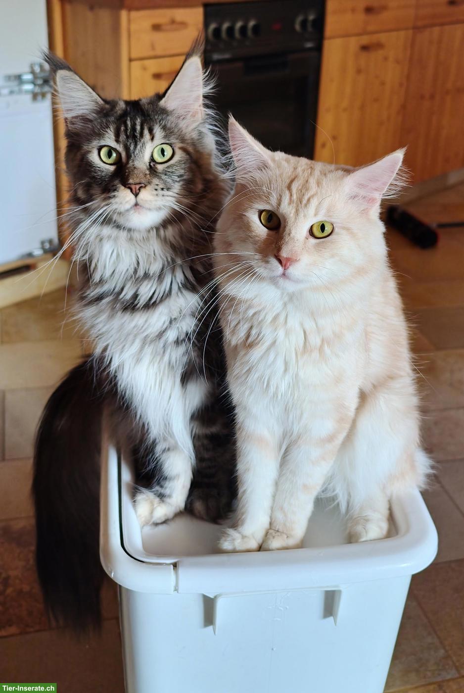 Bild 2: Maine Coon Kitten (Kater) – Auszug ab 01.07.