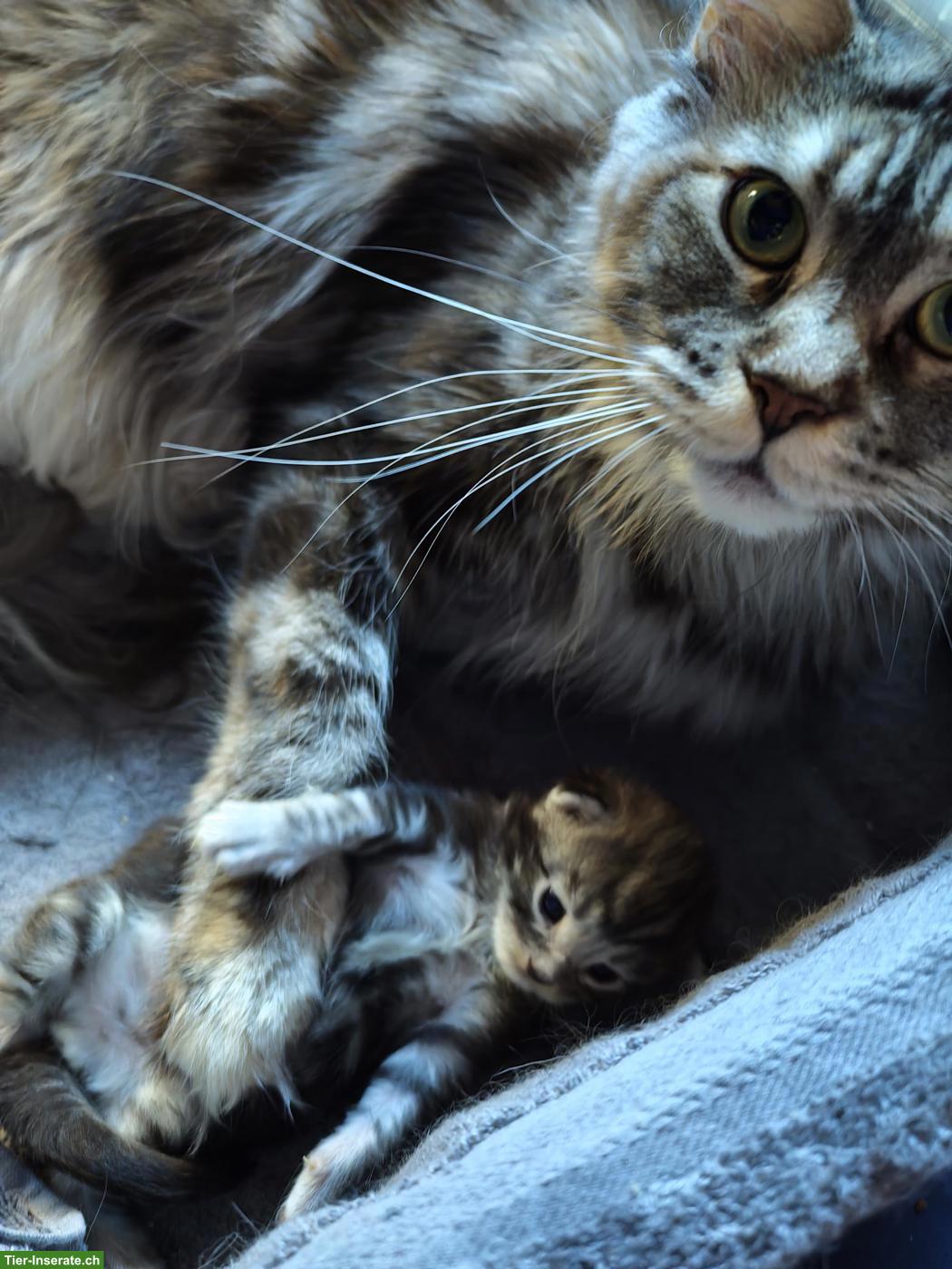 Bild 3: Maine Coon Kitten (Kater) – Auszug ab 01.07.