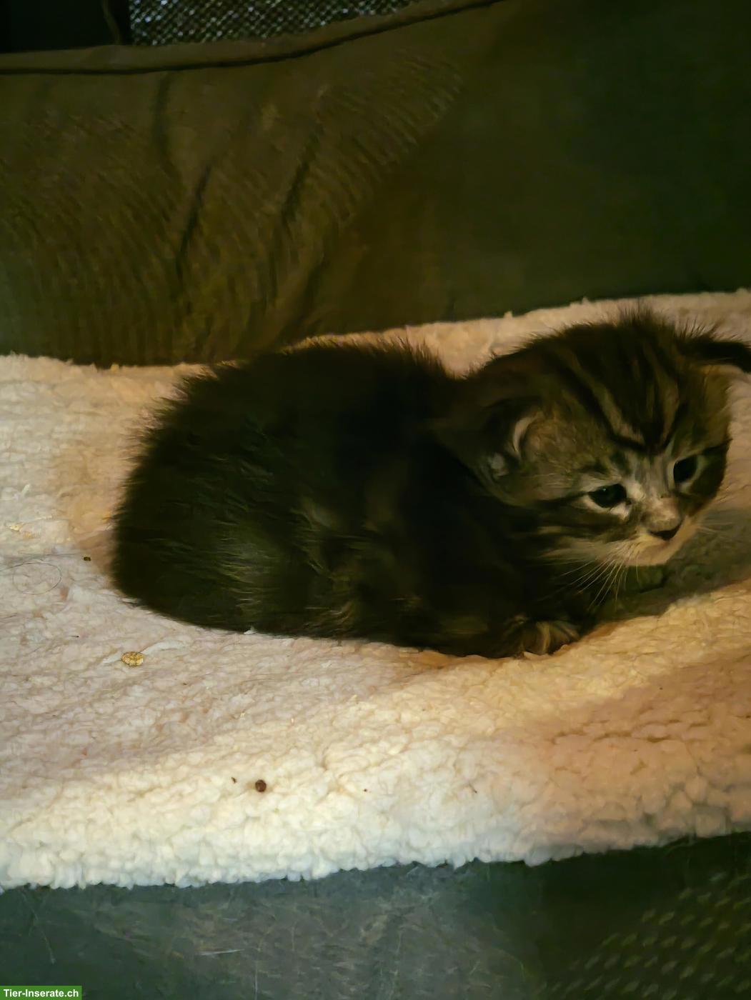 Bild 4: Maine Coon Kitten (Kater) – Auszug ab 01.07.