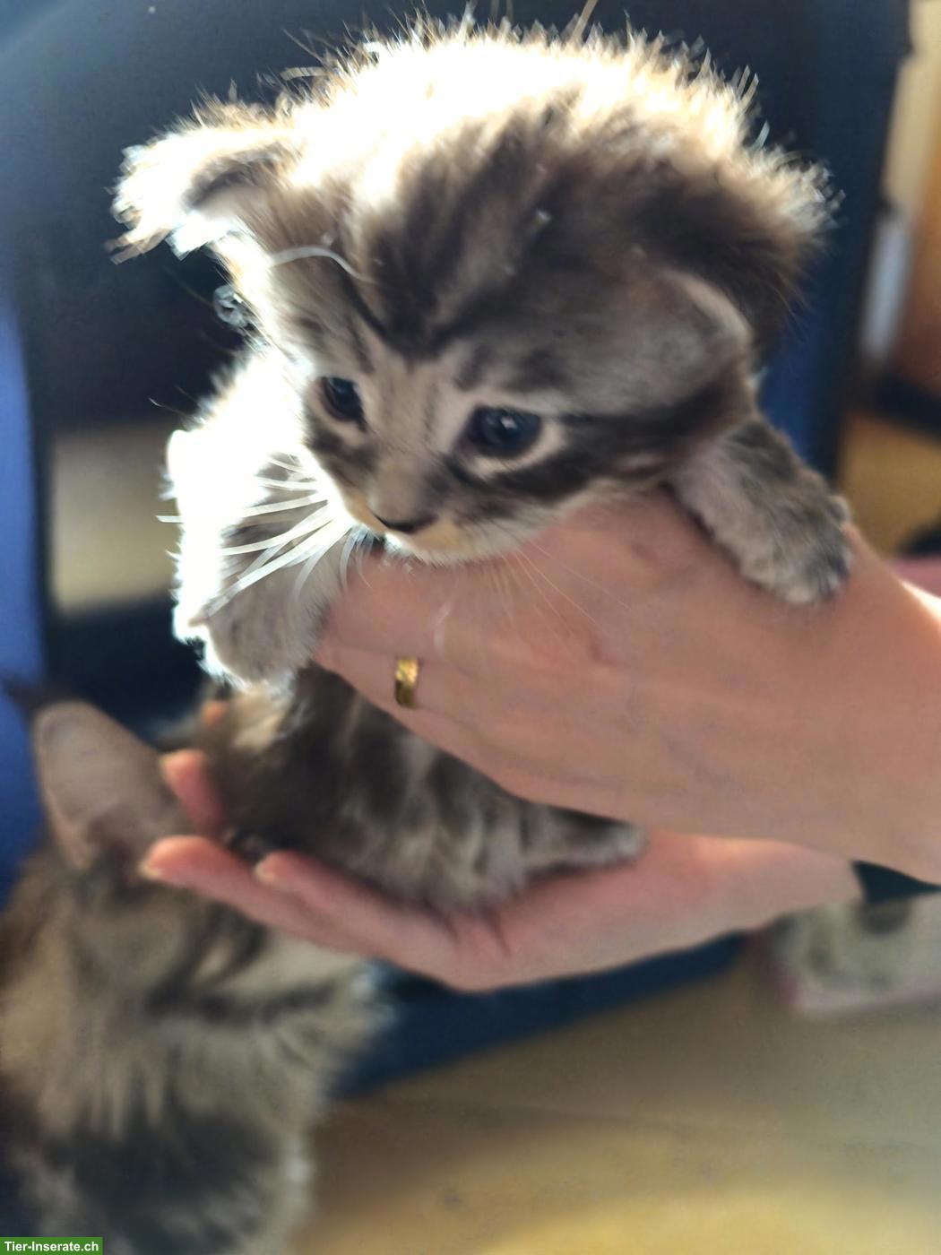 Bild 5: Maine Coon Kitten (Kater) – Auszug ab 01.07.