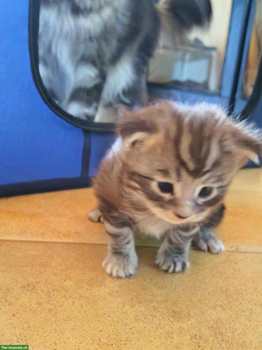 Bild 6: Maine Coon Kitten (Kater) – Auszug ab 01.07.